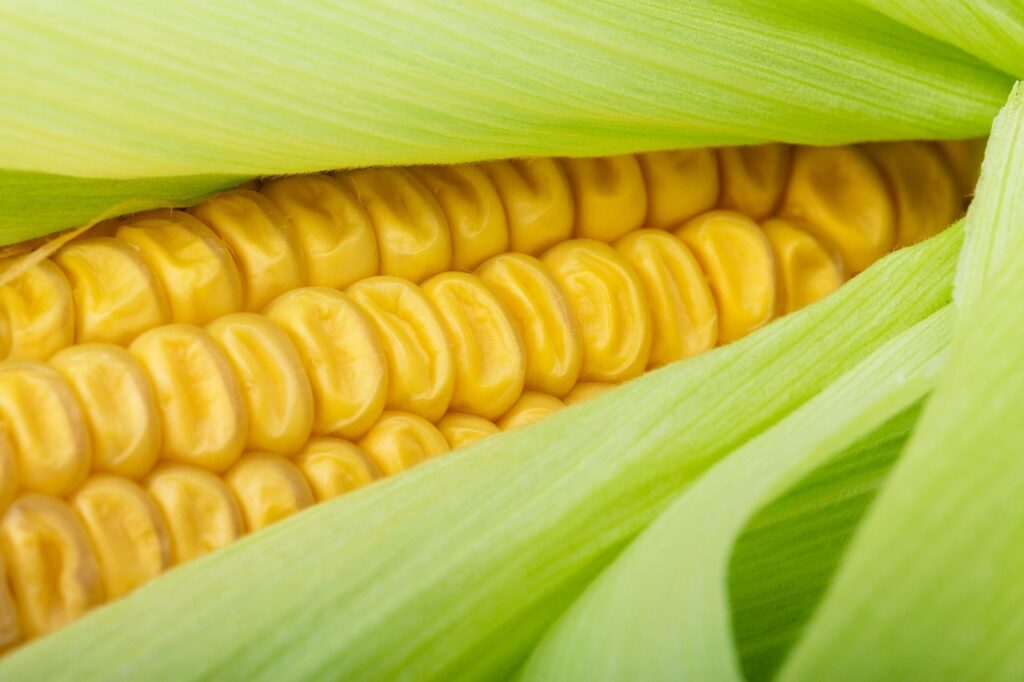 jak suszyć kukurydzę
