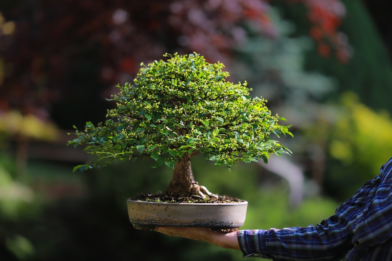 jakie drzewka na bonsai
